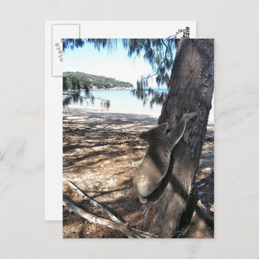 Young Koala, Geoffrey Bay Postkarte (Vorne/Hinten)