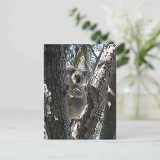 Young Koala, Geoffrey Bay Postkarte (Stehend Vorderseite)