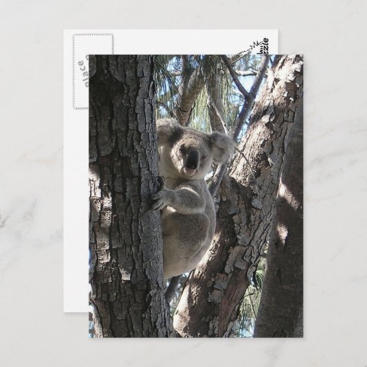 Young Koala, Geoffrey Bay Postkarte (Vorne/Hinten)