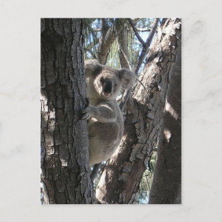 Young Koala, Geoffrey Bay Postkarte
