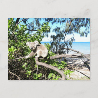 Young koala in einem Baum am Strand Postkarte