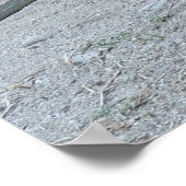 Young Komodo Dragon Poster (Ecke)