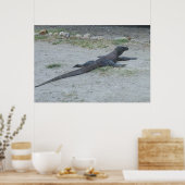Young Komodo Dragon Poster (Küche)