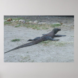 Young Komodo Dragon Poster