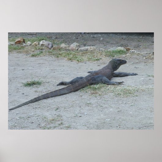Young Komodo Dragon Poster (Vorne)