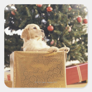 Young Labrador Leaning on a Christmas Present Quadratischer Aufkleber