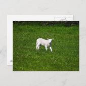 Young Lamb in Yorkshire Dales Postkarte (Vorne/Hinten)