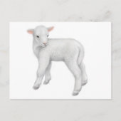 Young Lamb Postcard Postkarte (Vorderseite)