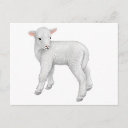 Young Lamb Postcard Postkarte (Vorderseite)