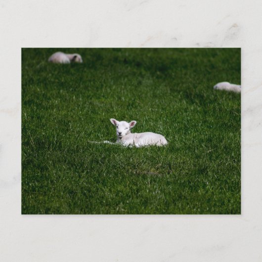 Young Lamb Postkarte (Vorderseite)