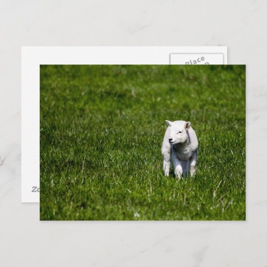 Young Lamb Postkarte (Vorne/Hinten)