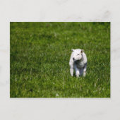 Young Lamb Postkarte (Vorderseite)