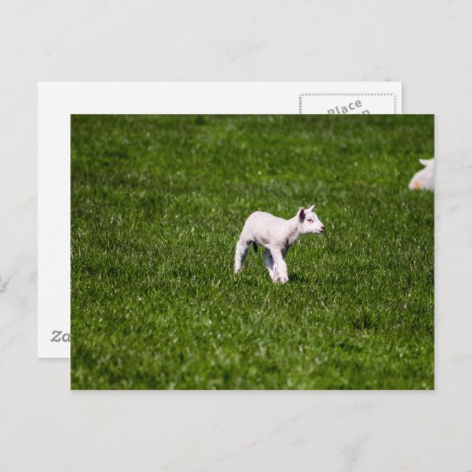 Young Lamb Postkarte (Vorne/Hinten)