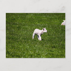 Young Lamb Postkarte
