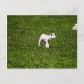 Young Lamb Postkarte (Vorderseite)