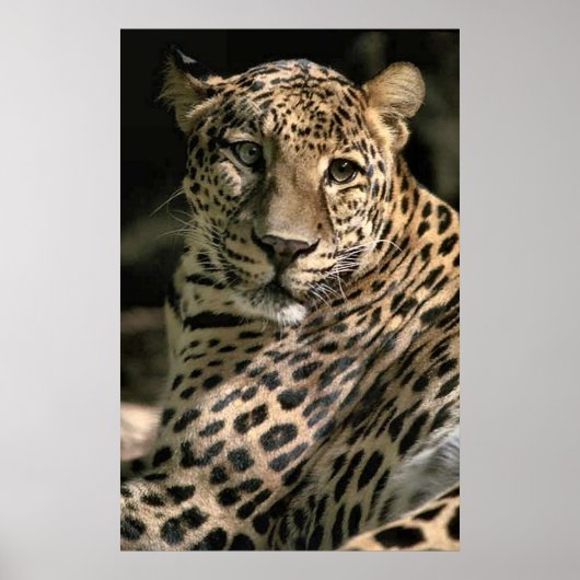 Young Leopard Cub Art Geschenke Poster (Vorne)