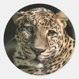 Young Leopard Cub Art Geschenke Runder Aufkleber
