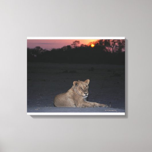 Young Lion at Sunrise Leinwanddruck (Vorderseite)