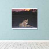 Young Lion at Sunrise Leinwanddruck (Insitu (Holzboden))