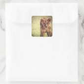 Young Lion Cub Foto Quadratischer Aufkleber (Tasche)