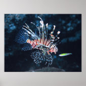 Young Lionfish Poster (Vorne)