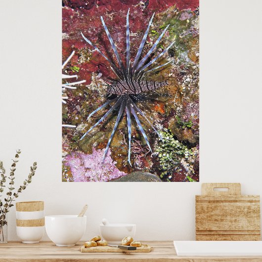 Young Lionfish Poster (Küche)