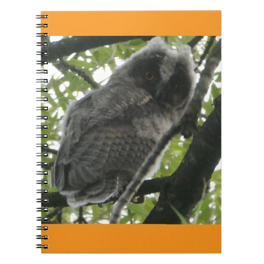 Young Long Owl Foto Notebook Notizblock (Vorderseite)