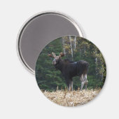 Young Magnet (Vorderseite/Rückseite)