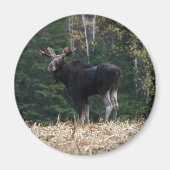 Young Magnet (Vorne)