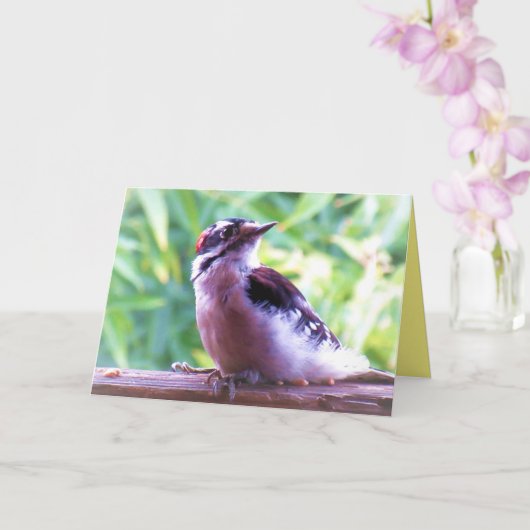 Young Male Downy Woodpecker auf Railing Karte (Orchidee)