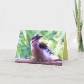 Young Male Downy Woodpecker auf Railing Karte (Vorderseite)