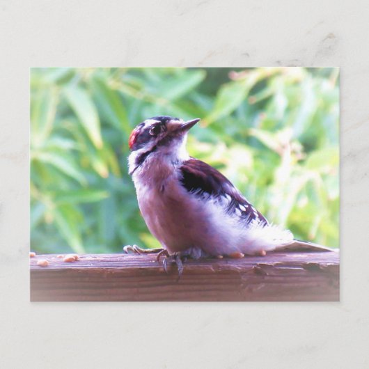 Young Male Downy Woodpecker auf Railing Postkarte (Vorderseite)