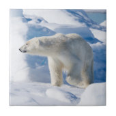 Young Male Polar Bear Fliese (Vorderseite)