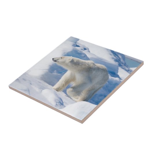 Young Male Polar Bear Fliese (Seite)