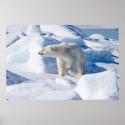 Young Male Polar Bear Poster (Vorne)