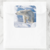 Young Male Polar Bear Quadratischer Aufkleber (Tasche)