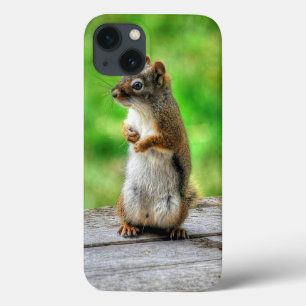 Young Male Squirrel Stehend Wildlife Foto Case-Mate iPhone Hülle