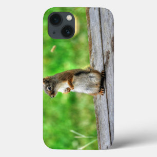 Young Male Squirrel Stehend Wildlife Foto Case-Mate iPhone Hülle