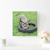 Young Male Staffordshire Bull Terrier Play Time Quadratische Wanduhr (Zuhause)