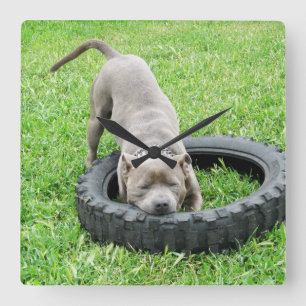 Young Male Staffordshire Bull Terrier Play Time, Quadratische Wanduhr