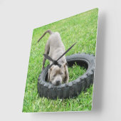 Young Male Staffordshire Bull Terrier Play Time Quadratische Wanduhr (Winkel)