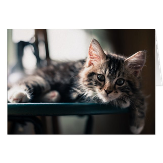 Young Male Tabby Cat 2 (Vorderseite (Horizontal))