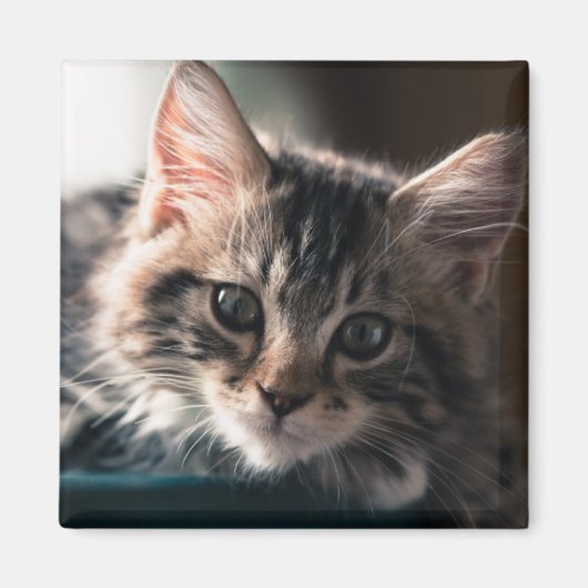 Young Male Tabby Cat 2 Magnet (Vorne)