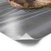 Young Male Wood Duck on Pond Fotodruck (Ecke)