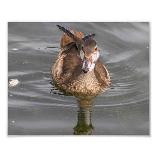 Young Male Wood Duck on Pond Fotodruck (Vorne)