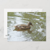 Young Mallard Duck - Roath Park Lake, Cardiff, UK Postkarte (Vorne/Hinten)