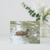 Young Mallard Duck - Roath Park Lake, Cardiff, UK Postkarte (Stehend Vorderseite)