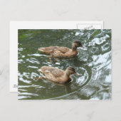 Young Mallard Ducks Postkarte (Vorne/Hinten)