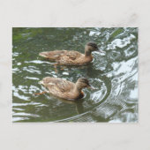 Young Mallard Ducks Postkarte (Vorderseite)