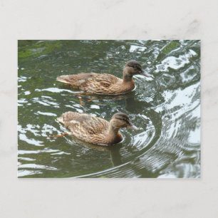 Young Mallard Ducks Postkarte